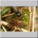 Priocnemis sp - Wegwespe 12f 8mm mit Wolfsspinne - Trochosa sp.jpg